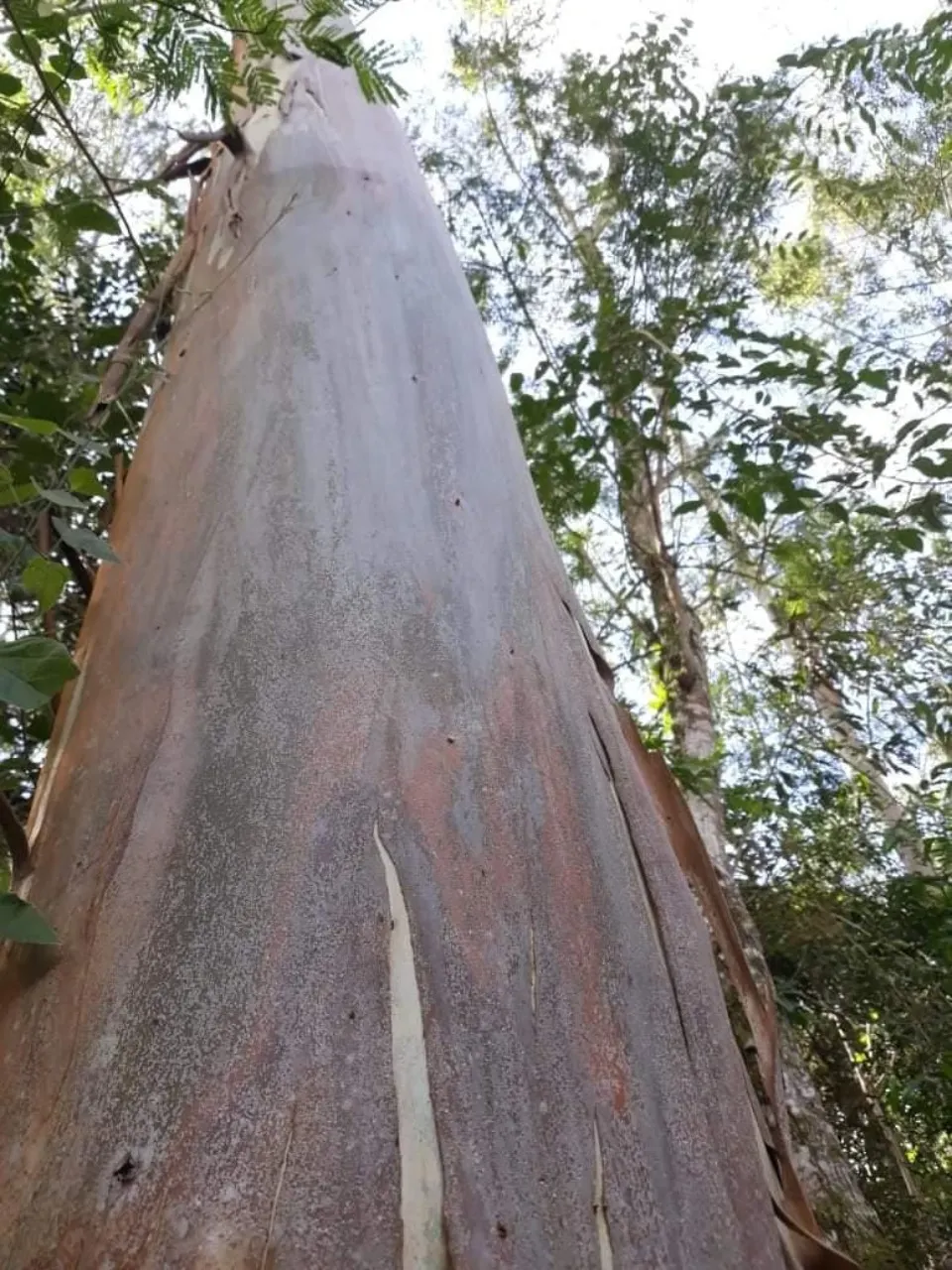 Fazenda à venda de 1.242 ha em Juiz de Fora, MG, Brasil