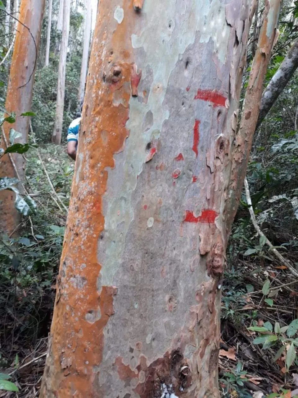 Fazenda à venda de 1.242 ha em Juiz de Fora, MG, Brasil