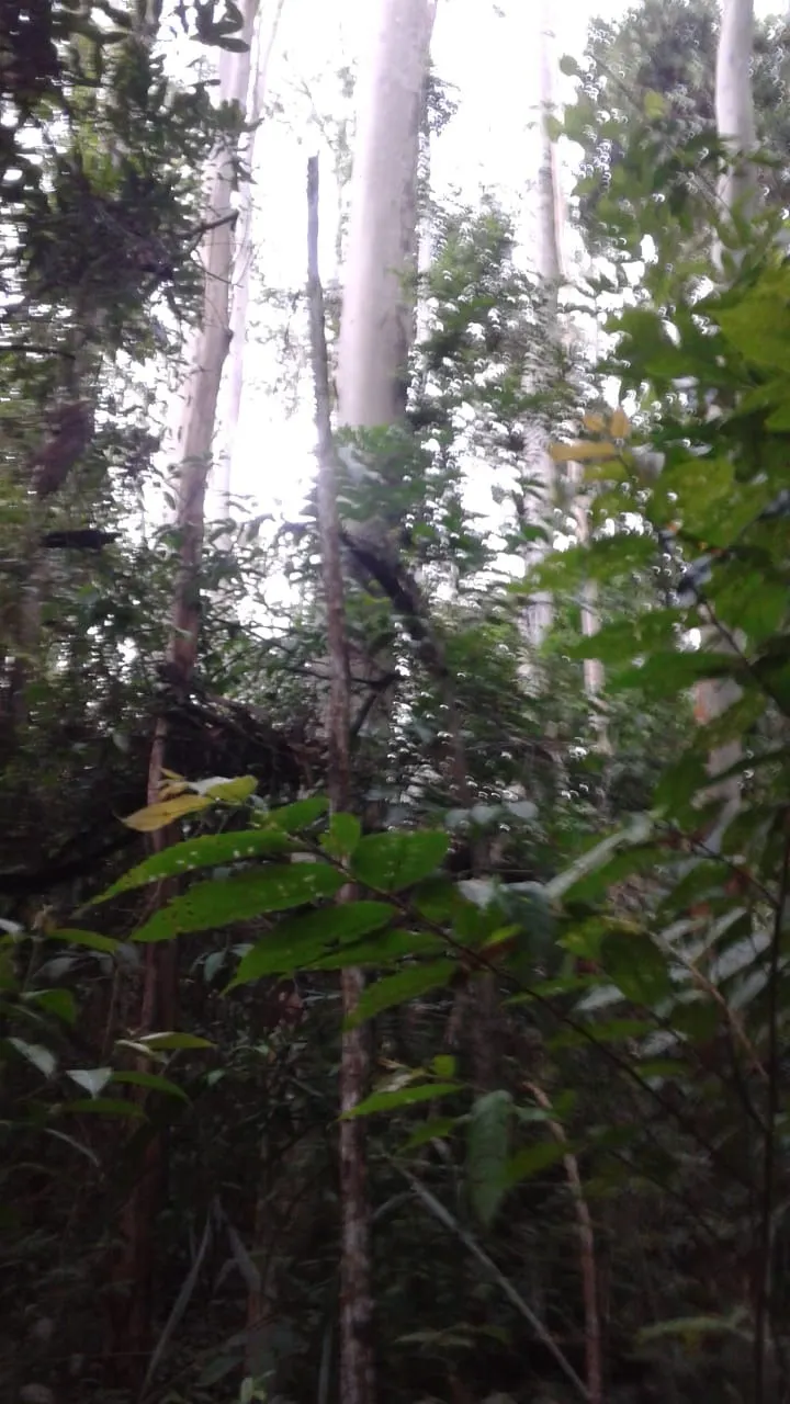 Fazenda à venda de 1.242 ha em Juiz de Fora, MG, Brasil