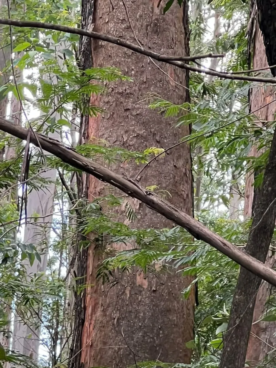 Fazenda à venda de 1.242 ha em Juiz de Fora, MG, Brasil