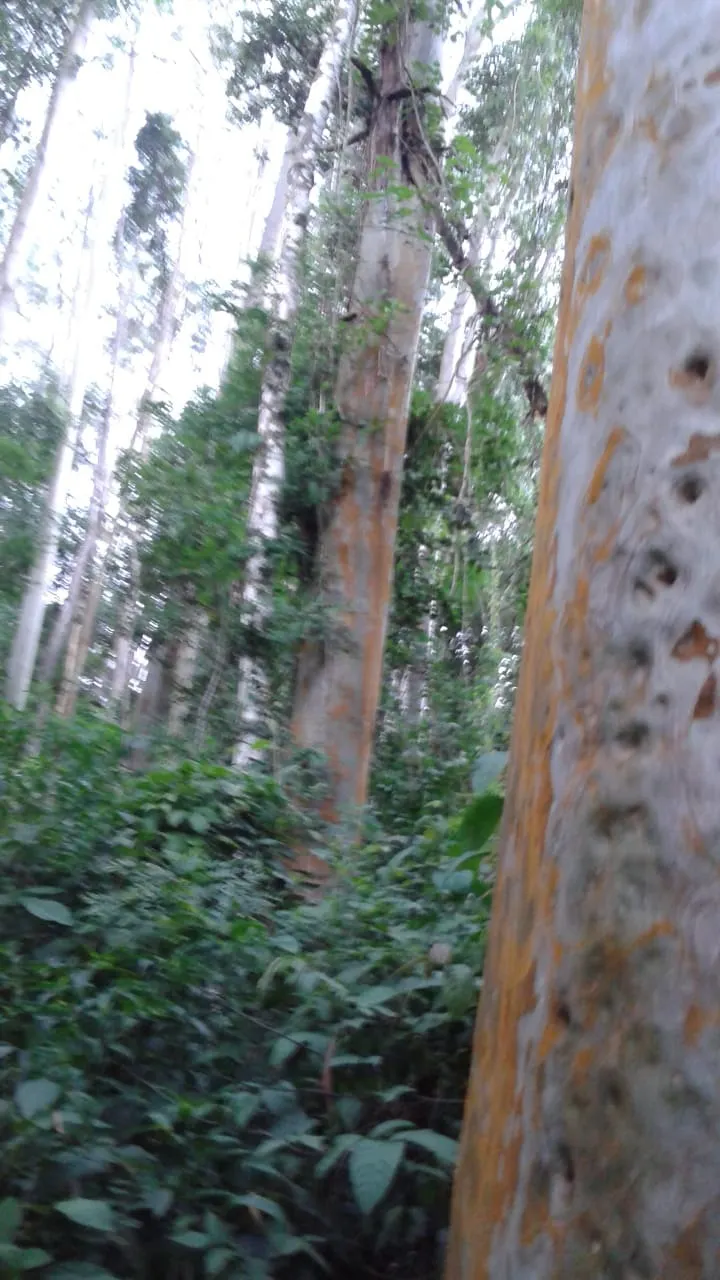 Fazenda à venda de 1.242 ha em Juiz de Fora, MG, Brasil