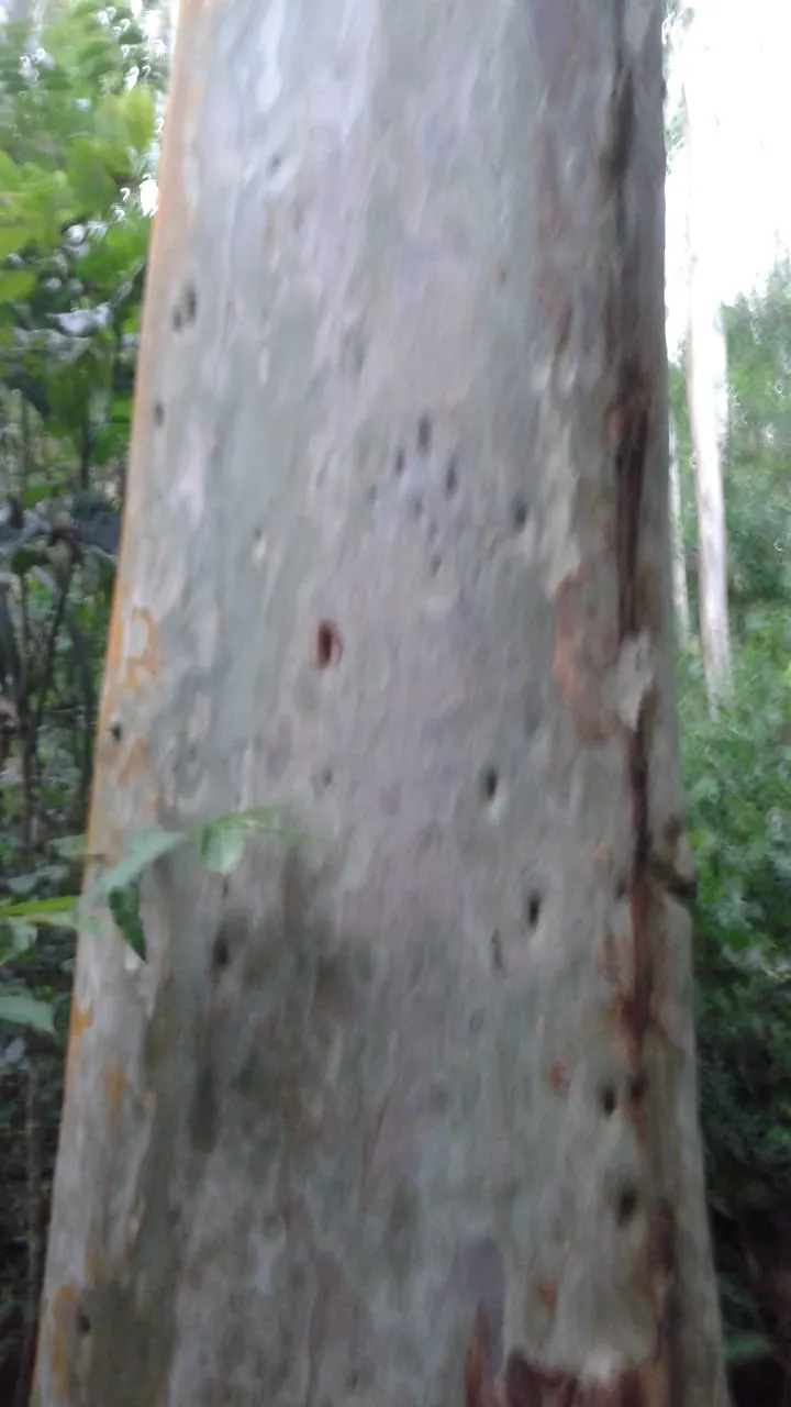Fazenda à venda de 1.242 ha em Juiz de Fora, MG, Brasil