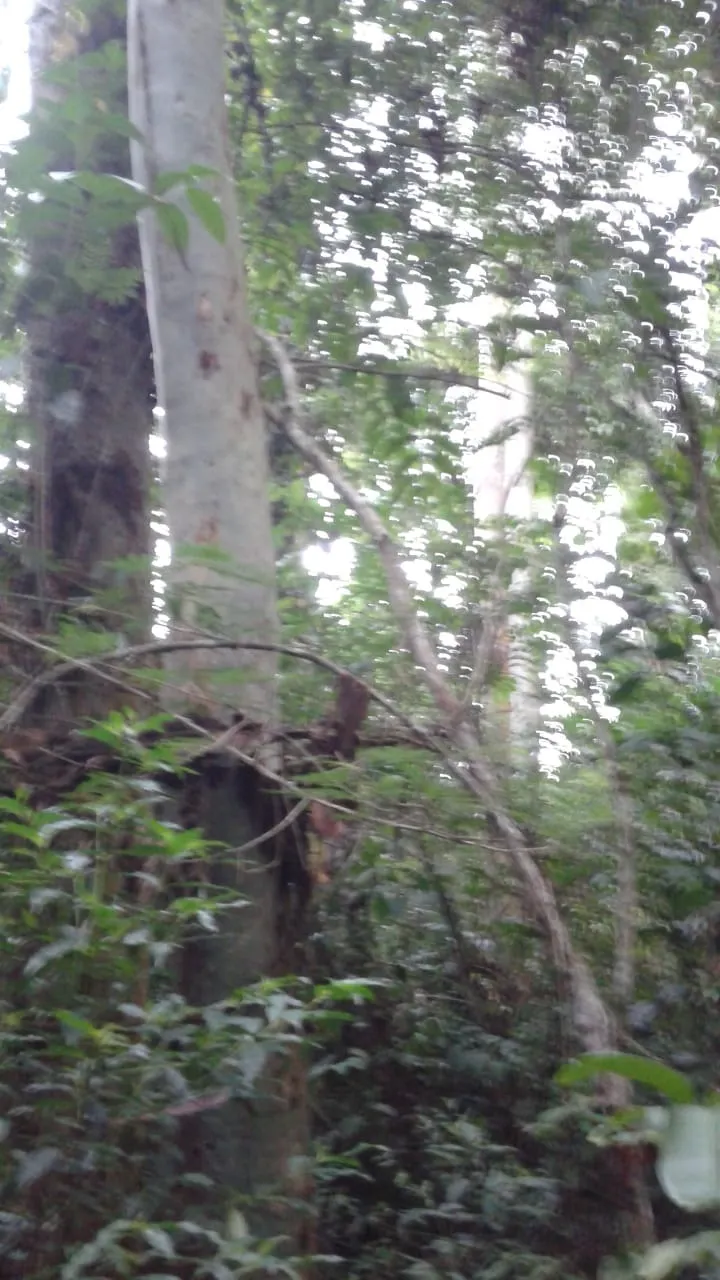 Fazenda à venda de 1.242 ha em Juiz de Fora, MG, Brasil
