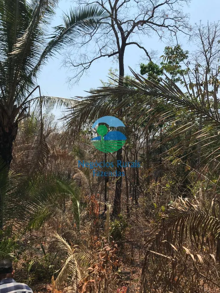 Farm for sale and to rent of 1,137 acres in Palmeirópolis, TO, Brazil