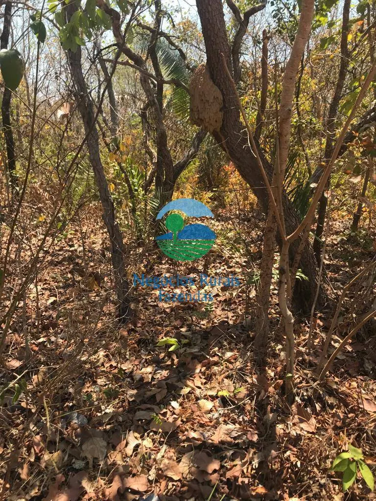Farm for sale and to rent of 1,137 acres in Palmeirópolis, TO, Brazil