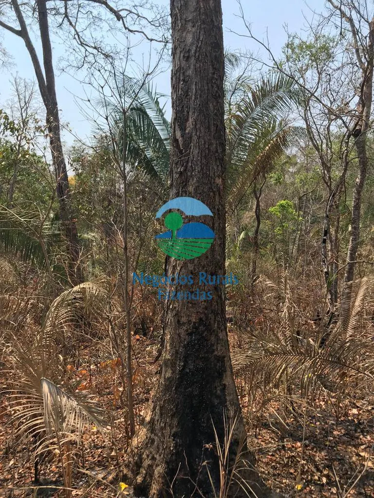 Farm for sale and to rent of 1,137 acres in Palmeirópolis, TO, Brazil