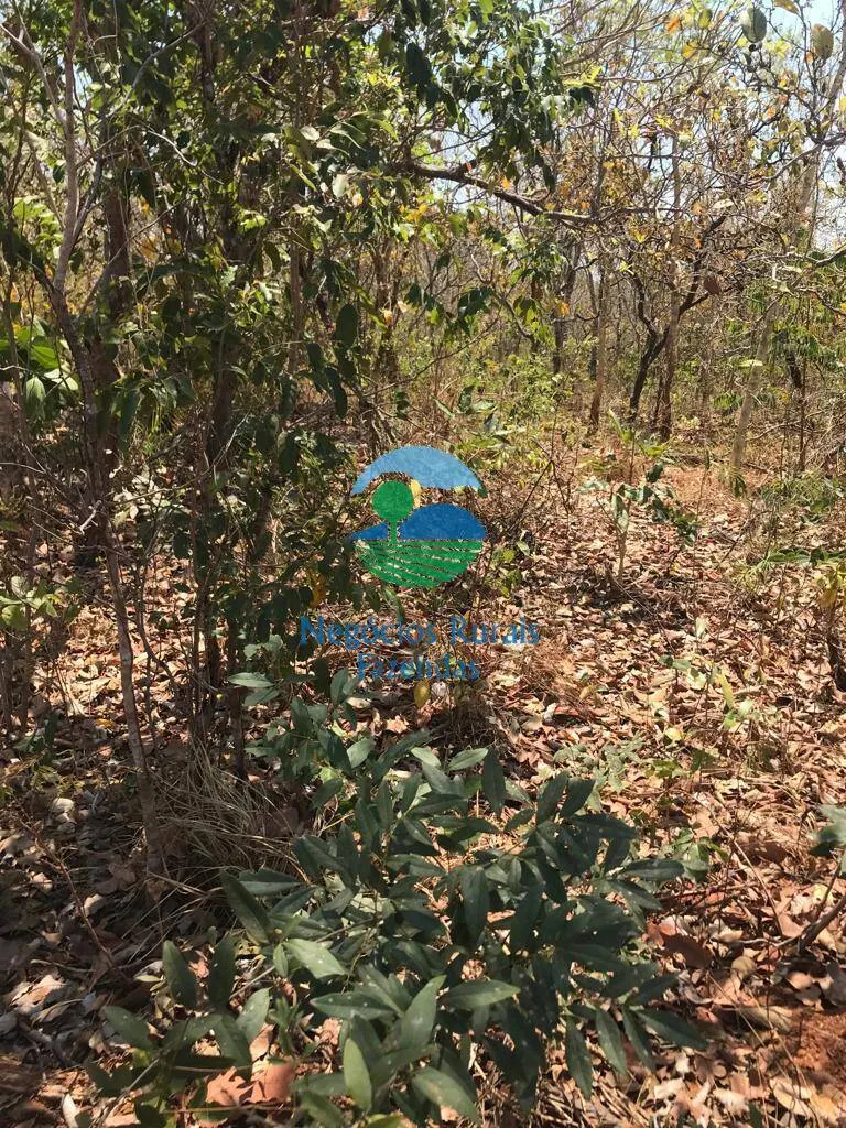 Farm for sale and to rent of 1,137 acres in Palmeirópolis, TO, Brazil