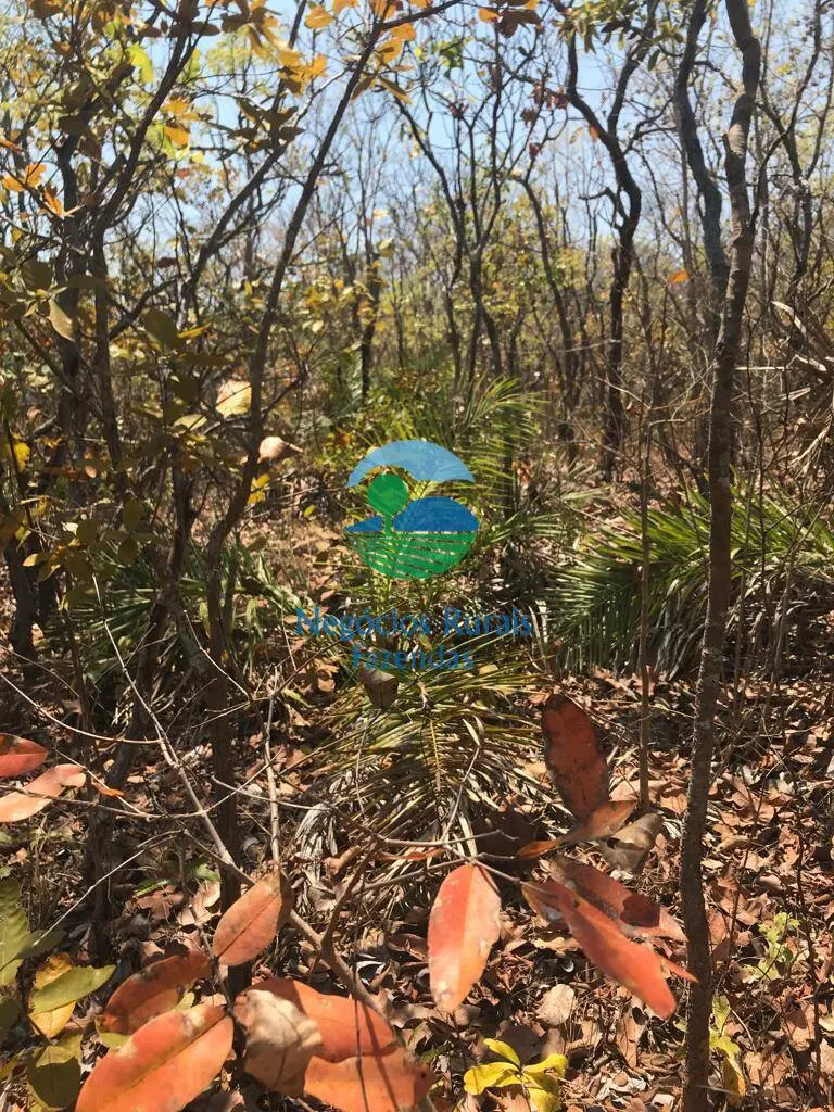 Farm for sale and to rent of 1,137 acres in Palmeirópolis, TO, Brazil