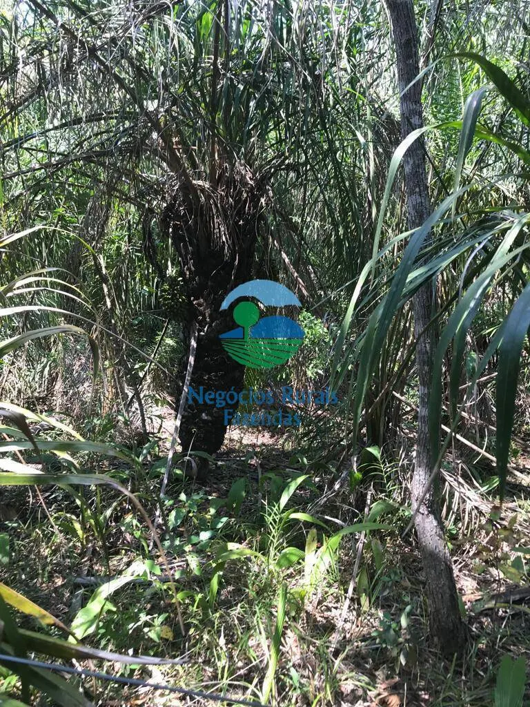 Farm for sale and to rent of 1,137 acres in Palmeirópolis, TO, Brazil