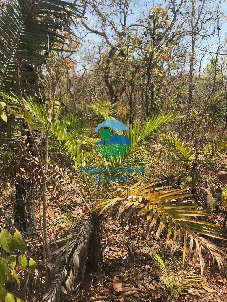 Farm for sale and to rent of 1,137 acres in Palmeirópolis, TO, Brazil