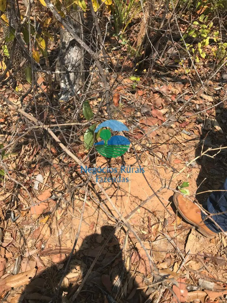 Fazenda à venda e para Arrendar de 460 ha em Palmeirópolis, TO, Brasil