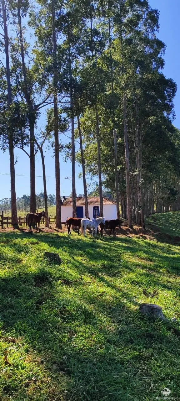 Fazenda à venda de 289 ha em Botucatu, SP, Brasil