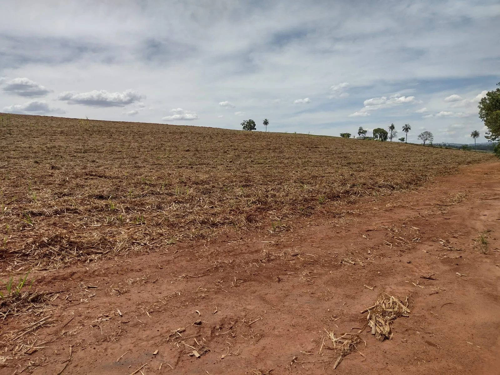 Small farm for sale of 95 acres in São João da Boa Vista, SP, Brazil