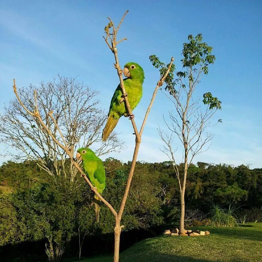 Small farm for sale of 8 acres in Campinas, SP, Brazil