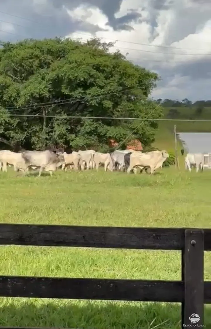 Fazenda à venda de 1.260 ha em São Gonçalo do Abaeté, MG, Brasil