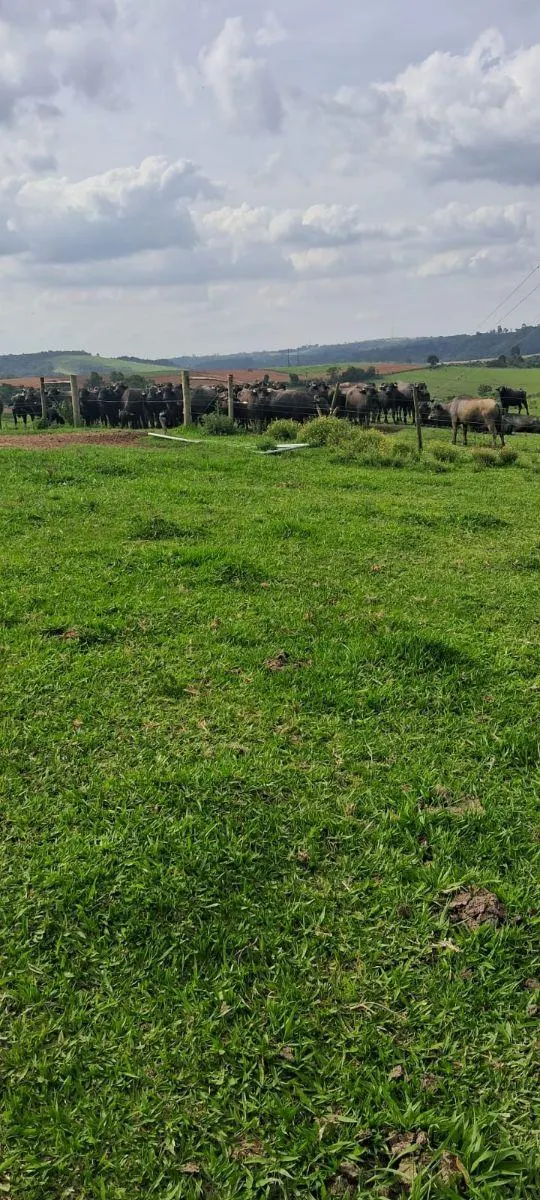 Fazenda à venda de 53 ha em Ibiúna, SP, Brasil