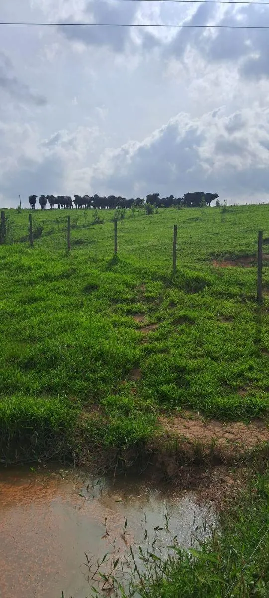 Fazenda à venda de 53 ha em Ibiúna, SP, Brasil