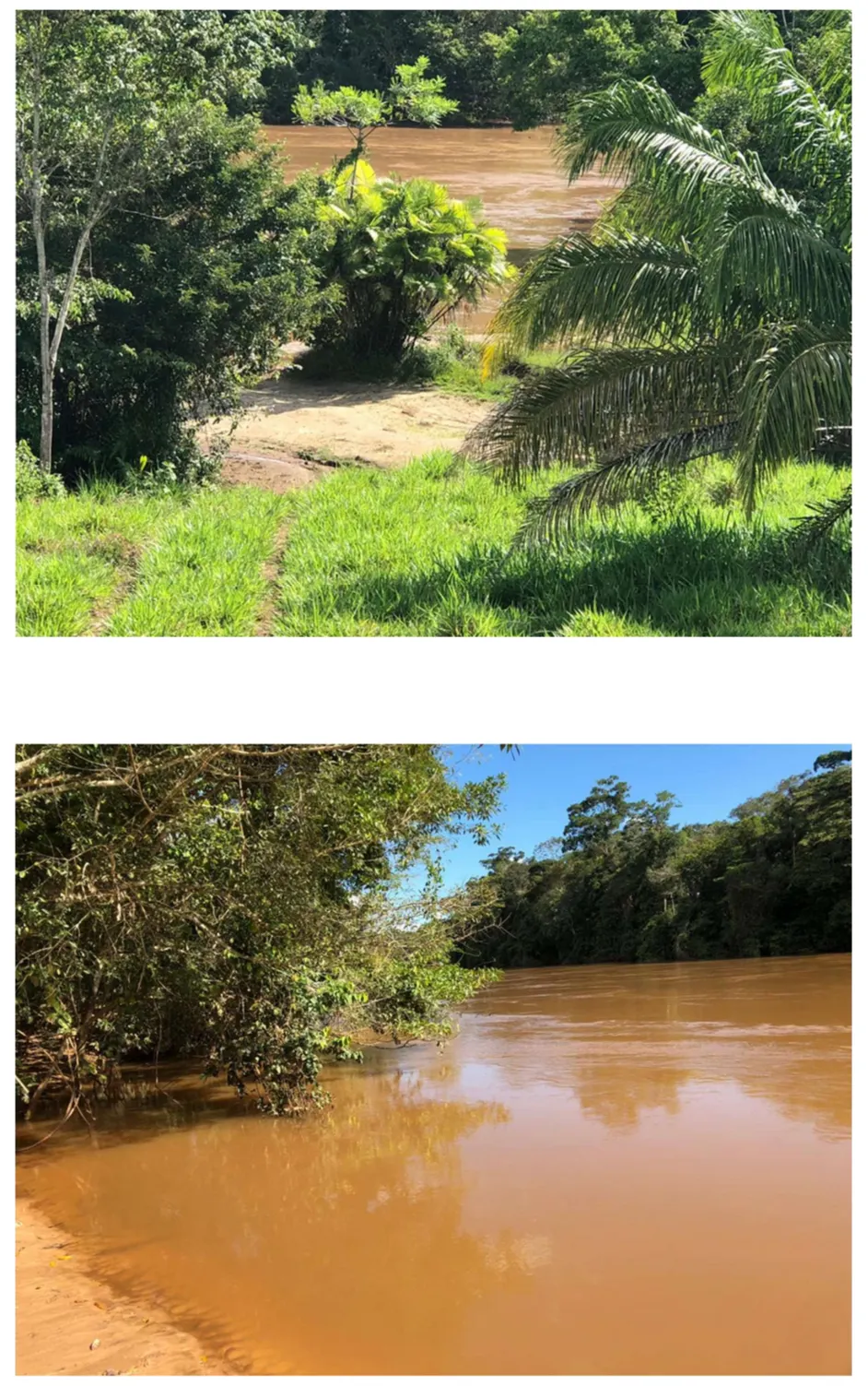 Fazenda à venda de 2.221 ha em Pimenta Bueno, RO, Brasil
