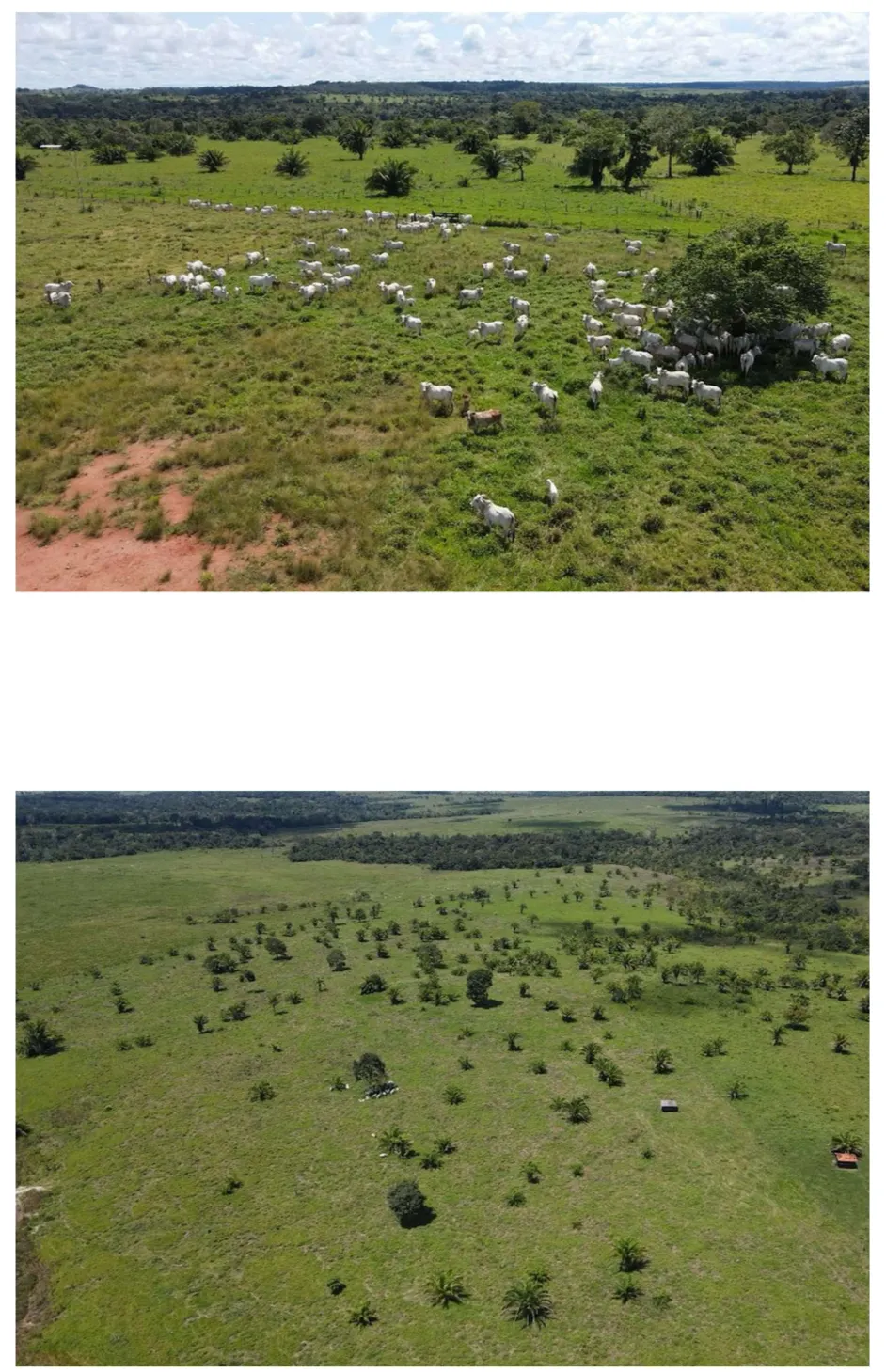 Fazenda à venda de 2.221 ha em Pimenta Bueno, RO, Brasil