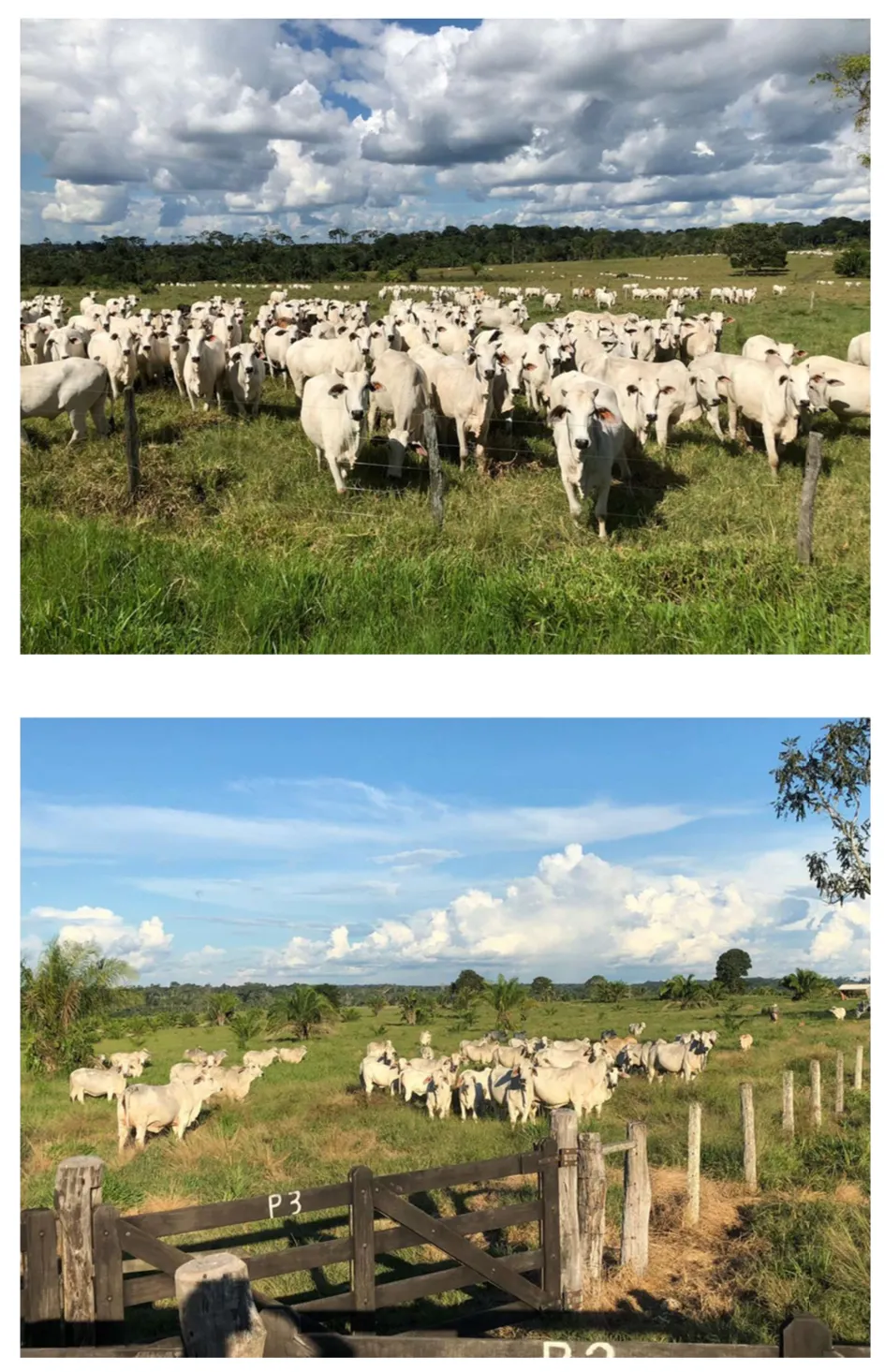 Fazenda à venda de 2.221 ha em Pimenta Bueno, RO, Brasil