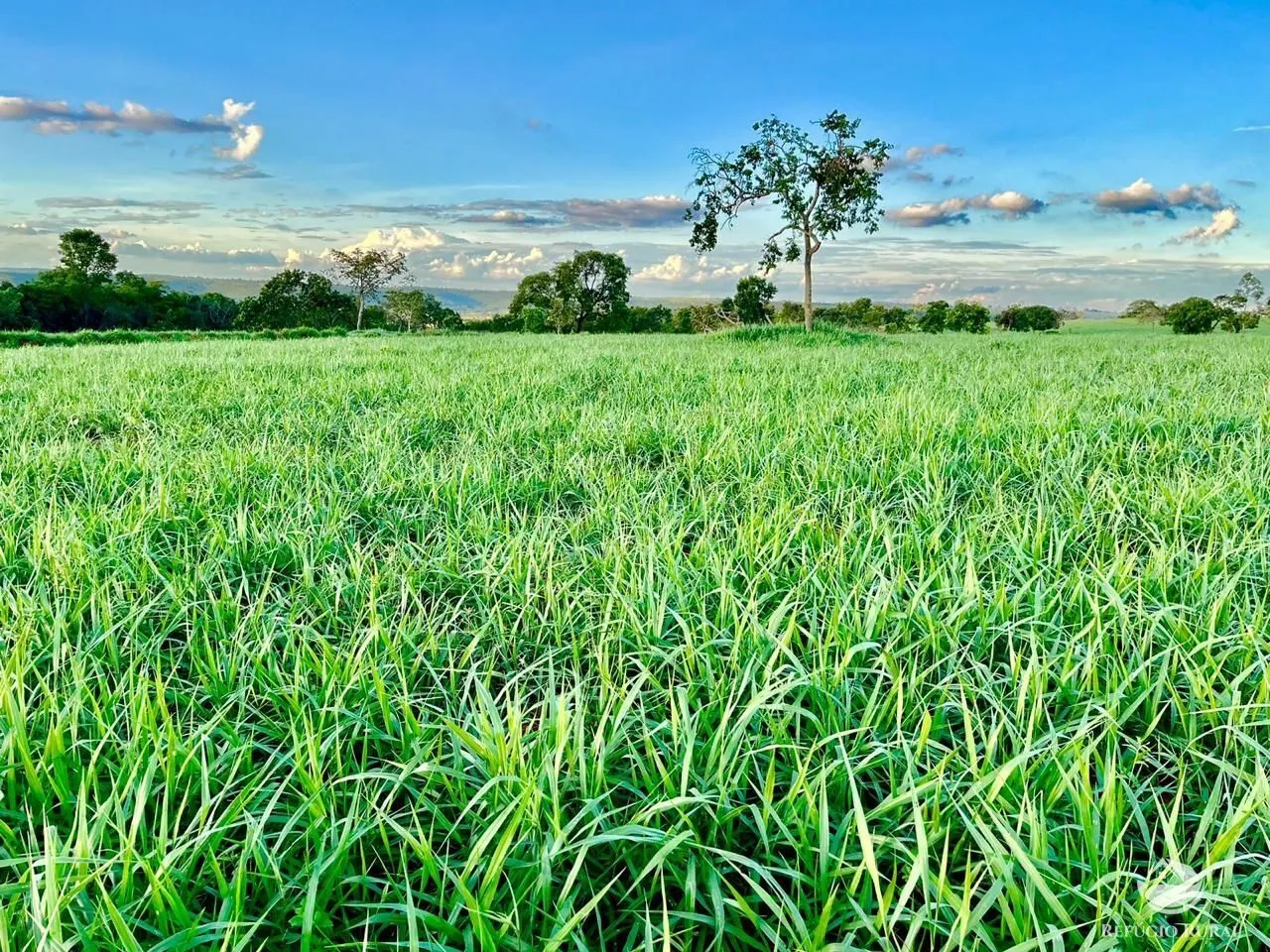 Fazenda à venda de 192 ha em Campina Verde, MG, Brasil