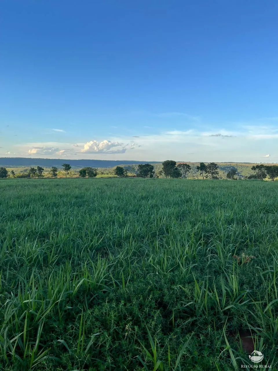 Fazenda à venda de 192 ha em Campina Verde, MG, Brasil