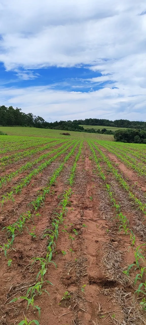Fazenda à venda de 182 ha em São Miguel Arcanjo, SP, Brasil