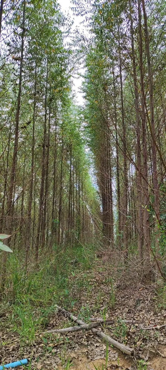 Fazenda à venda de 182 ha em São Miguel Arcanjo, SP, Brasil