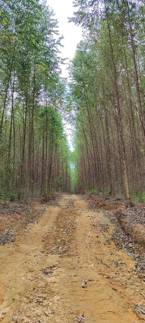 Fazenda à venda de 182 ha em São Miguel Arcanjo, SP, Brasil