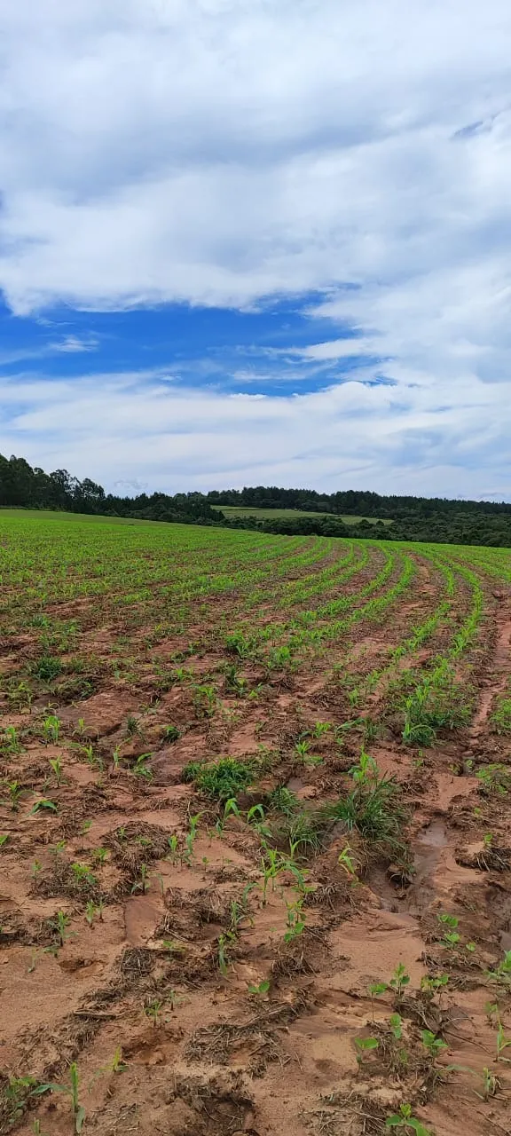 Fazenda à venda de 182 ha em São Miguel Arcanjo, SP, Brasil