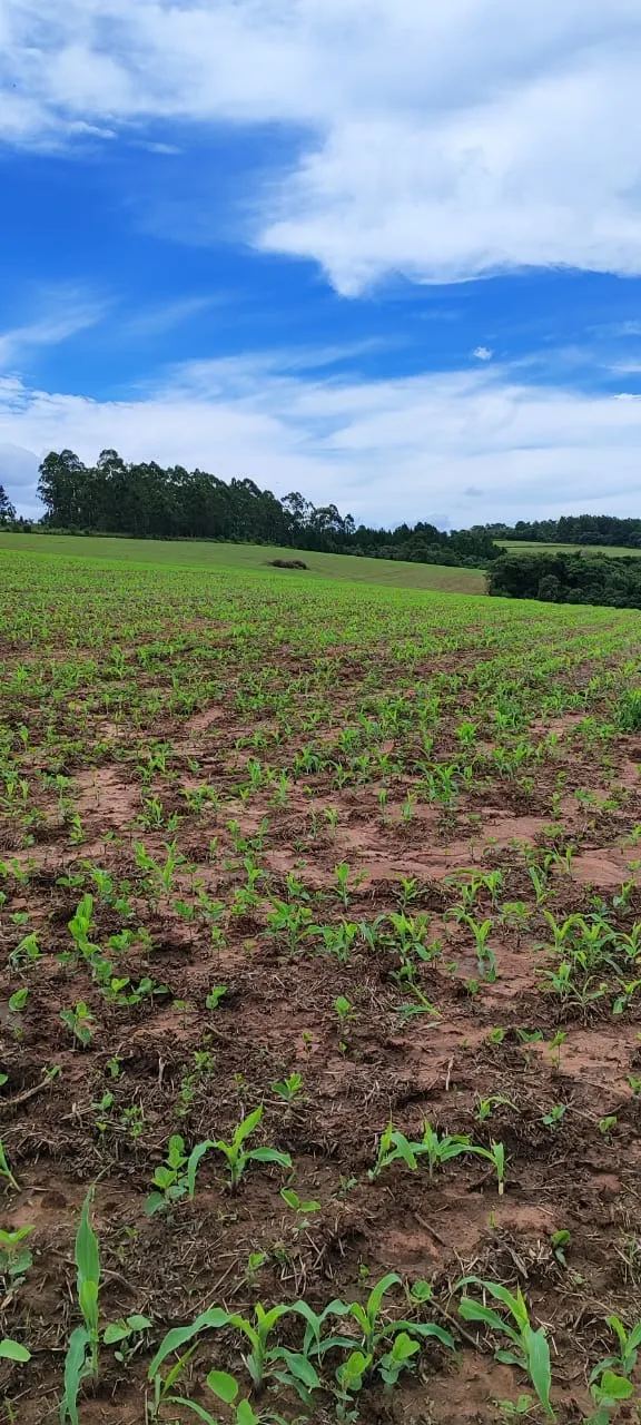 Fazenda à venda de 182 ha em São Miguel Arcanjo, SP, Brasil