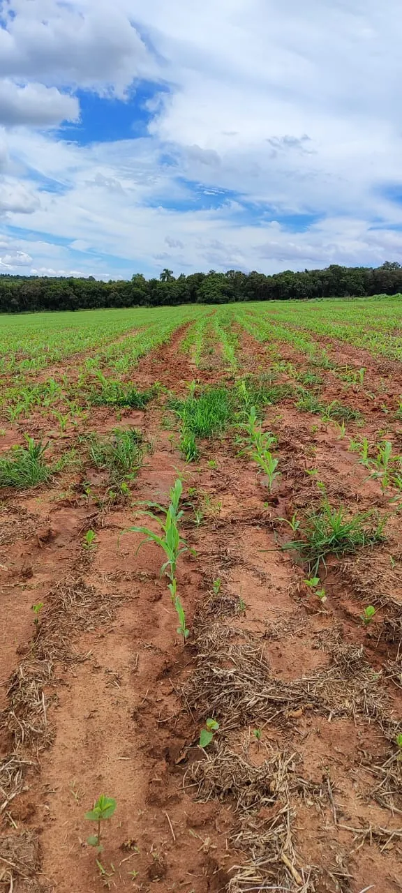 Fazenda à venda de 182 ha em São Miguel Arcanjo, SP, Brasil