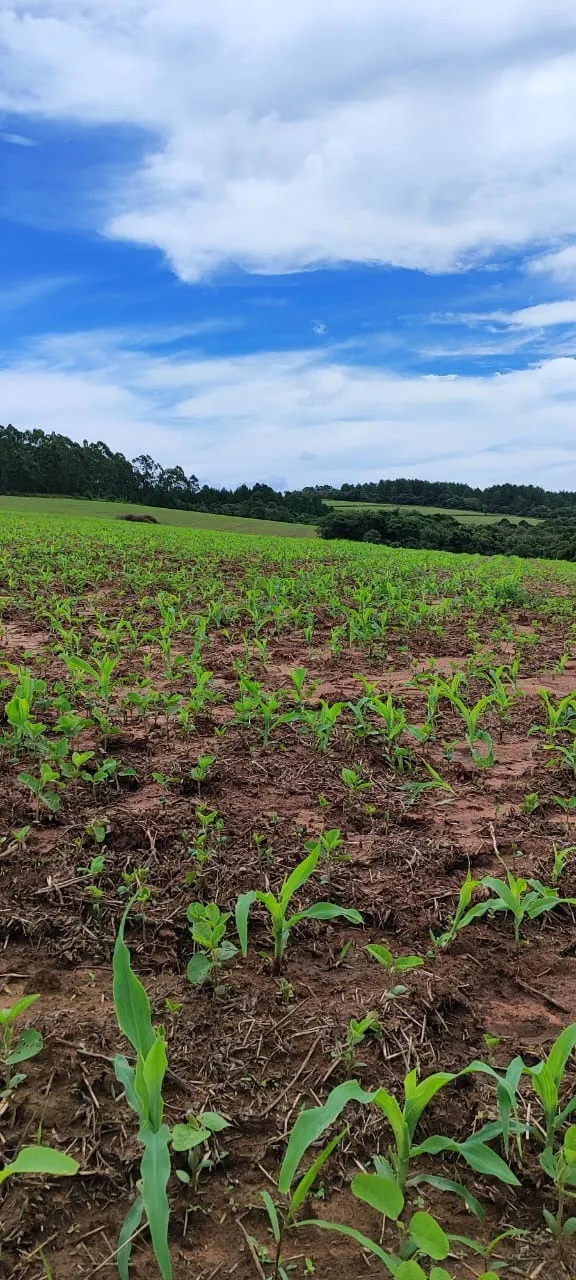 Fazenda à venda de 182 ha em São Miguel Arcanjo, SP, Brasil