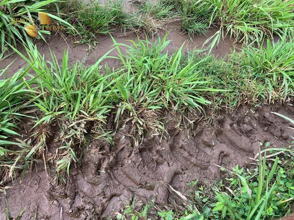 Fazenda à venda de 612 ha em Rosário Oeste, MT, Brasil