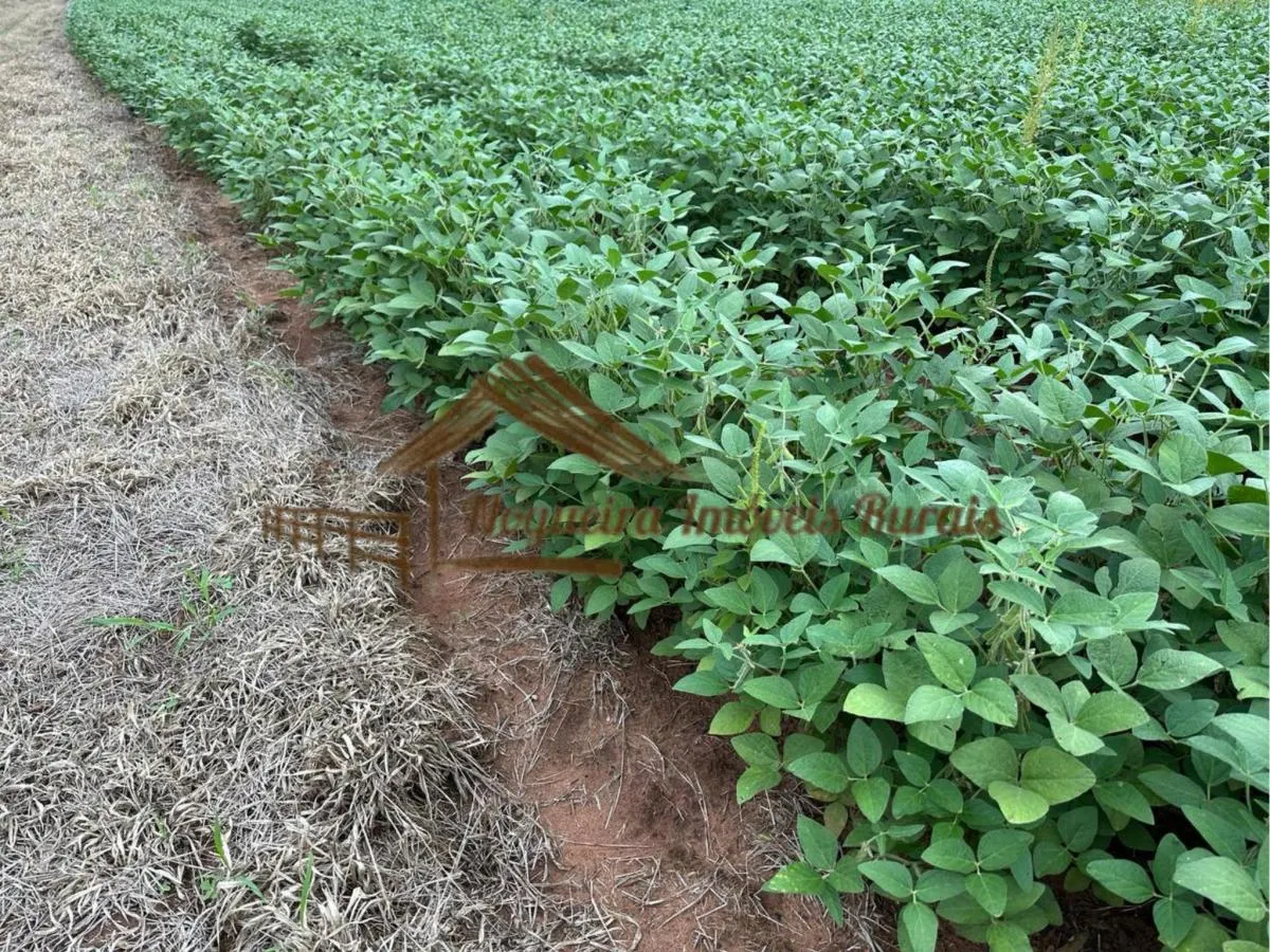 Fazenda à venda de 99 ha em Itapetininga, SP, Brasil