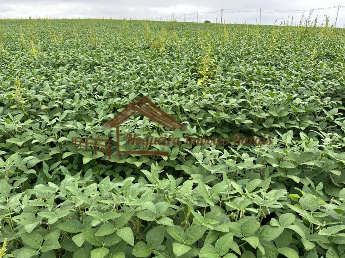 Fazenda à venda de 99 ha em Itapetininga, SP, Brasil