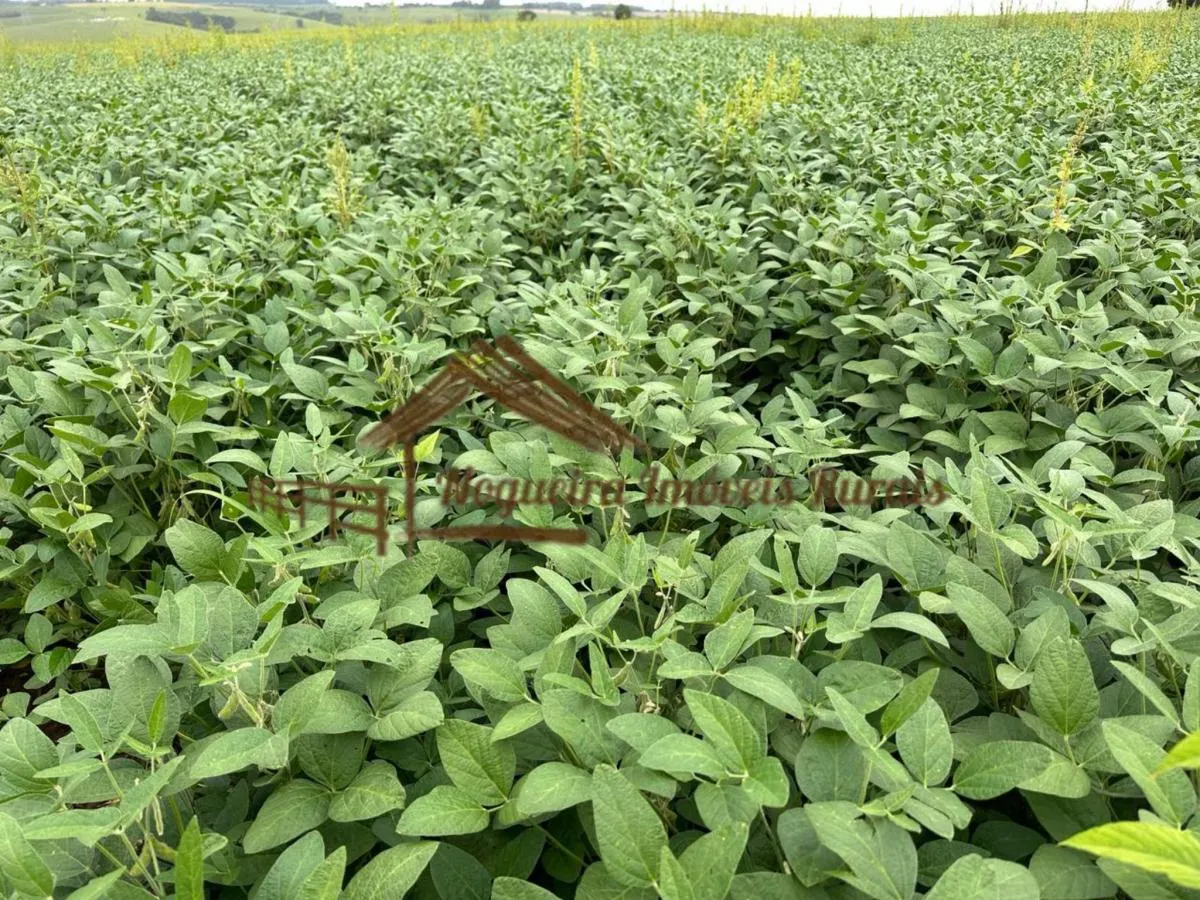 Fazenda à venda de 99 ha em Itapetininga, SP, Brasil