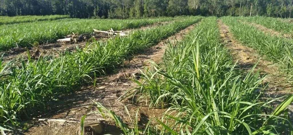 Sítio à venda de 46 ha em São Miguel Arcanjo, SP, Brasil