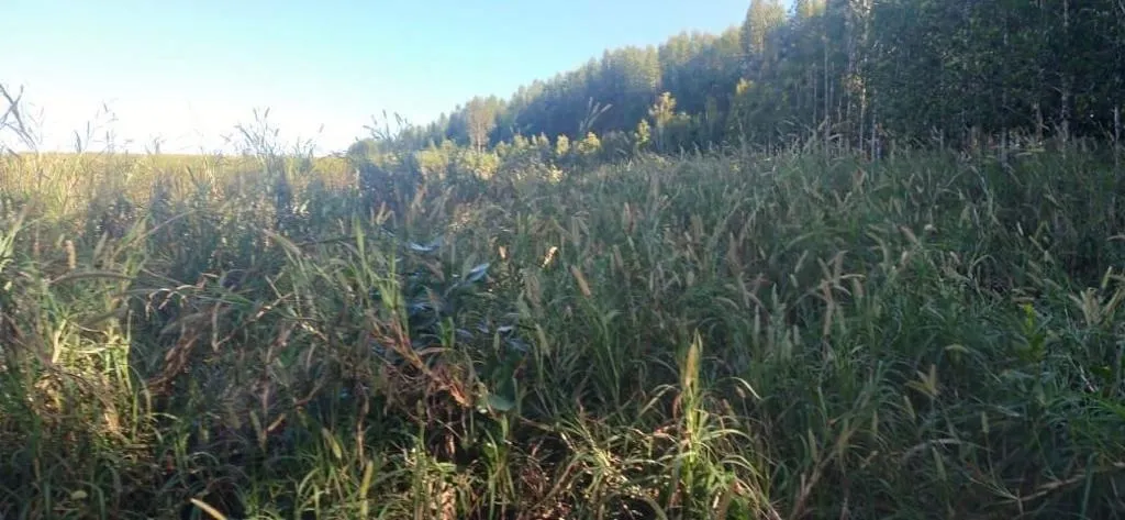 Sítio à venda de 46 ha em São Miguel Arcanjo, SP, Brasil