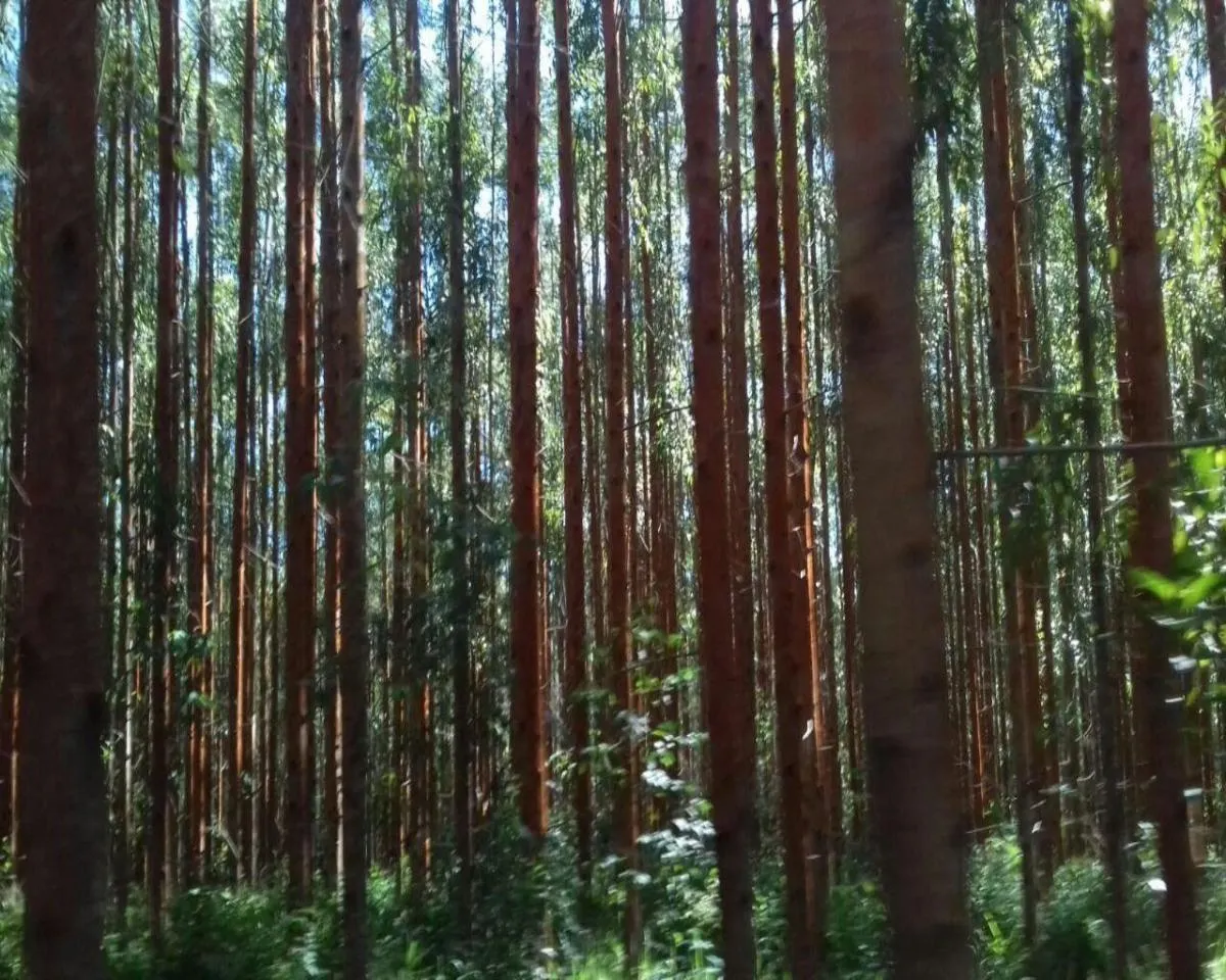 Fazenda à venda de 137 ha em Pilar do Sul, SP, Brasil