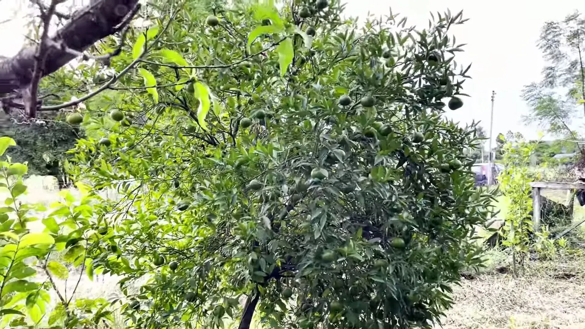 Chácara à venda de 2.200 m² em Santo Antônio da Patrulha, RS, Brasil