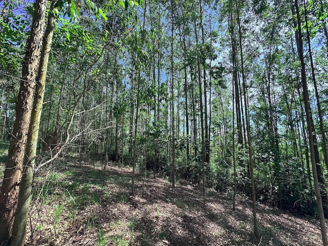 Terreno à venda de 3 ha em São José dos Campos, SP, Brasil