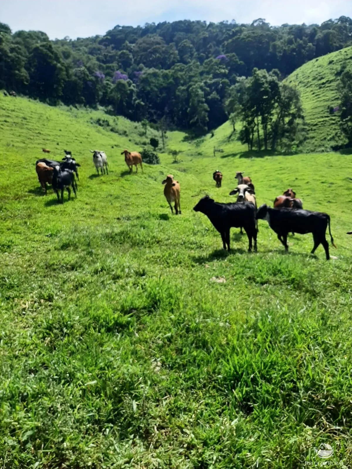Small farm for sale of 166 acres in Pouso Alto, MG, Brazil