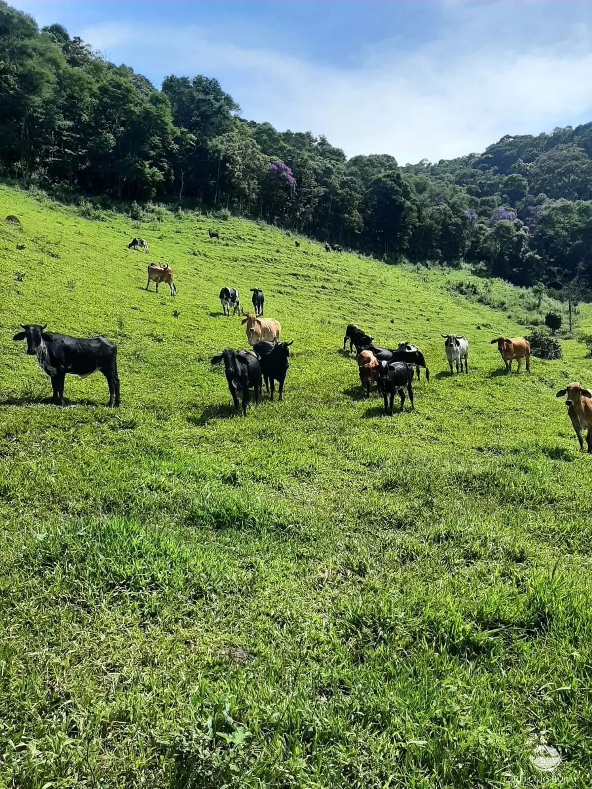 Small farm for sale of 166 acres in Pouso Alto, MG, Brazil