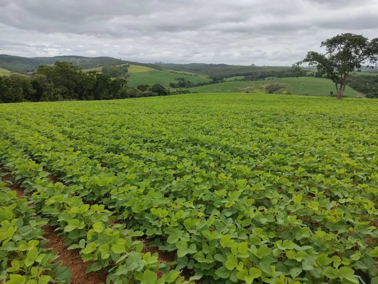 Fazenda à venda de 48 ha em Pilar do Sul, SP, Brasil