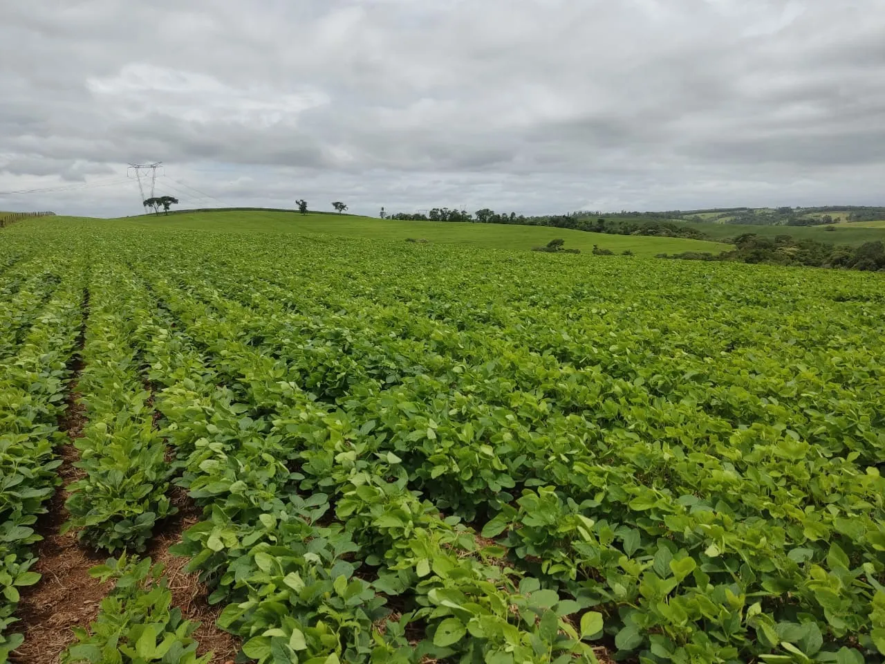 Fazenda à venda de 48 ha em Pilar do Sul, SP, Brasil