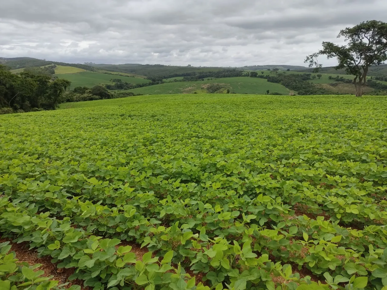 Fazenda à venda de 48 ha em Pilar do Sul, SP, Brasil
