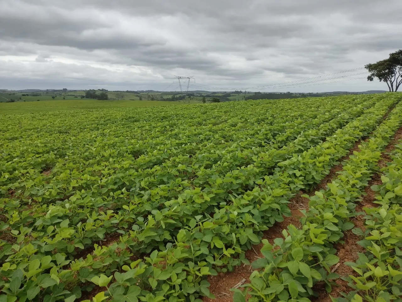 Fazenda à venda de 48 ha em Pilar do Sul, SP, Brasil