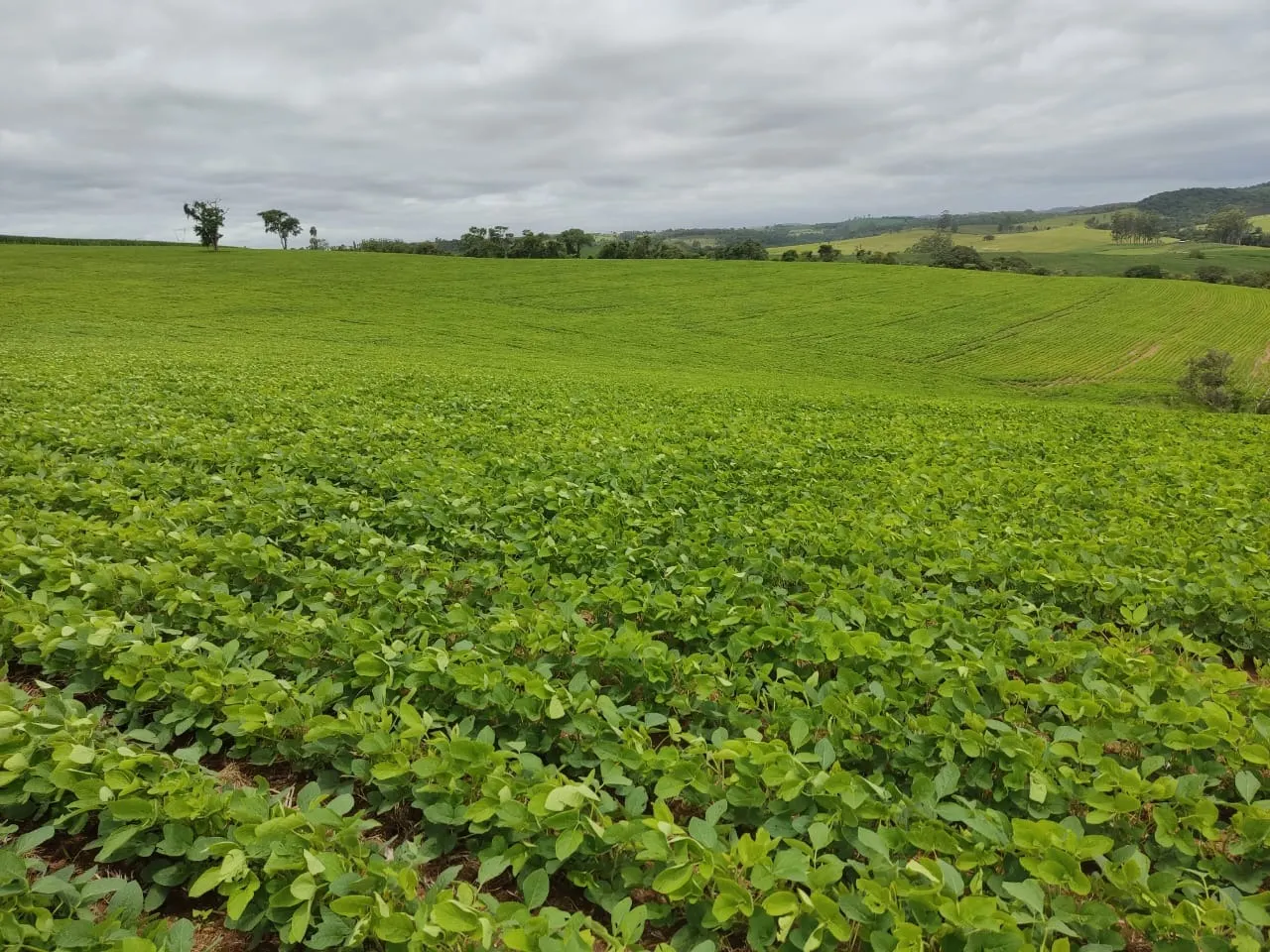 Fazenda à venda de 48 ha em Pilar do Sul, SP, Brasil