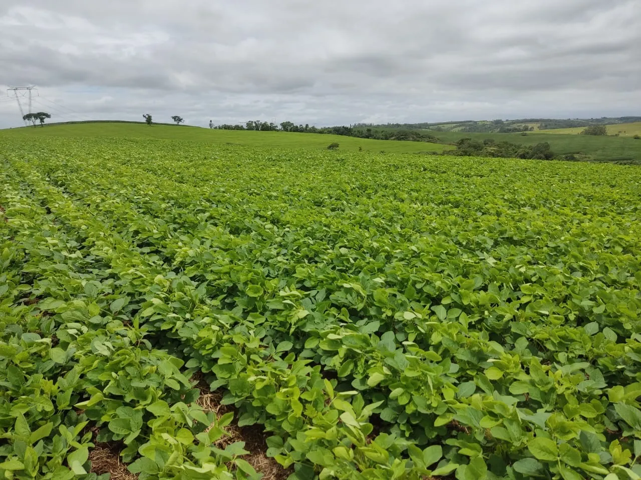 Fazenda à venda de 48 ha em Pilar do Sul, SP, Brasil